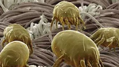 放久的衣服會滋生黴菌和塵蟎 放久的衣服會滋生黴菌和塵蟎