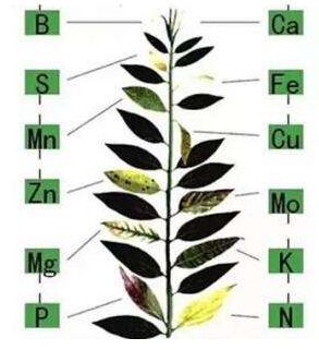 醫用黄瓜视频色板分析微量元素對作物生長的作用
