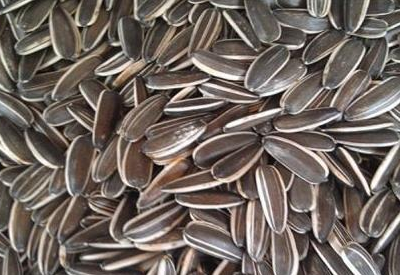 瓜子含有豐富的營養物質但吃起來有講究 瓜子含有豐富的營養物質但吃起來有講究