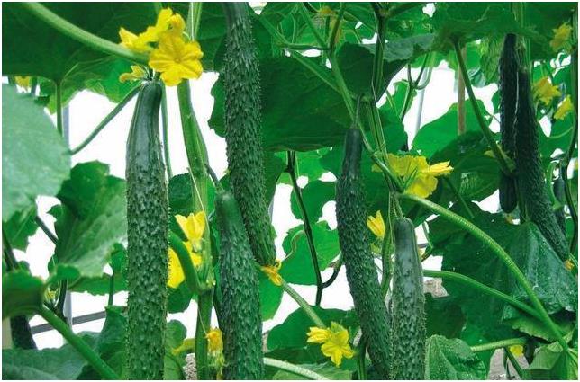 623安徽安慶-gk國康微量元素測試儀品牌分享黃瓜對人體有什麽好處?